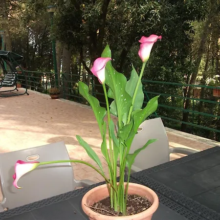 La Principessa Отель типа 